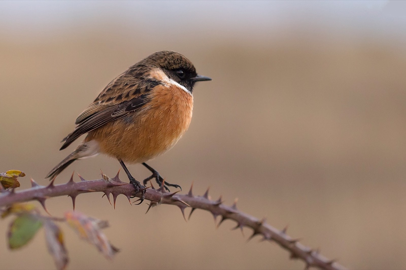 Songbird perched on a branch