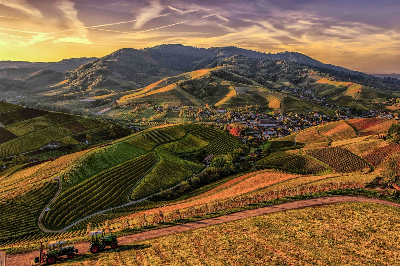 Rolling vineyards in the Napa Valley wine country